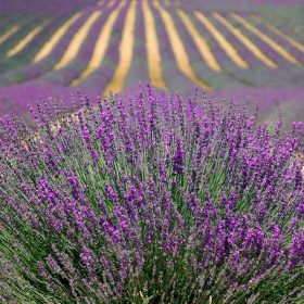 provence camping 2 etoiles