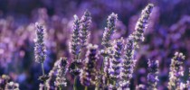 les avantages de l’huile essentielle de lavande