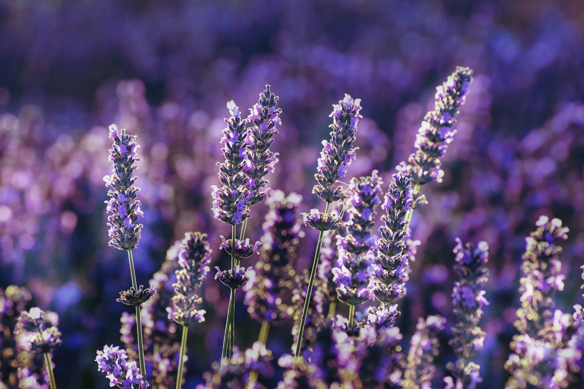 les avantages de l’huile essentielle de lavande