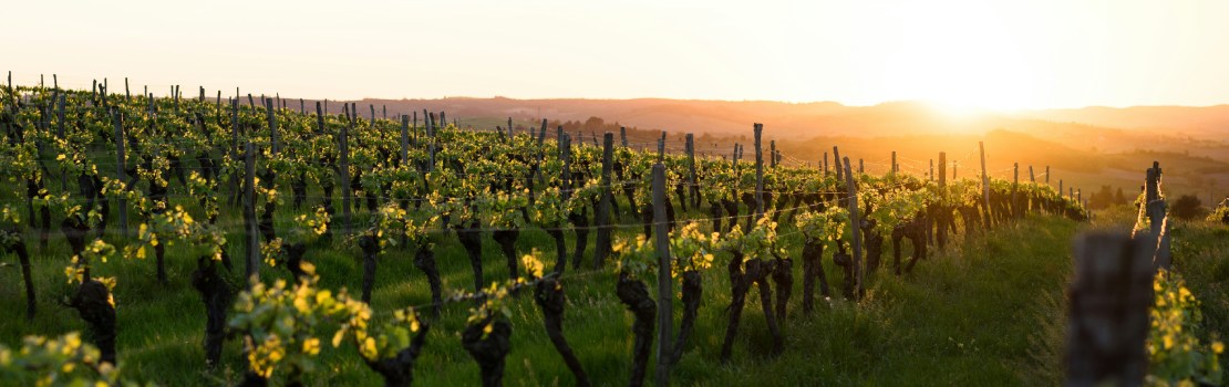 vignoble a bandol