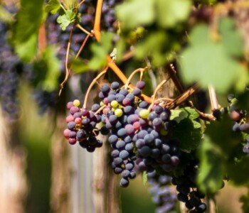 vignoble bandol