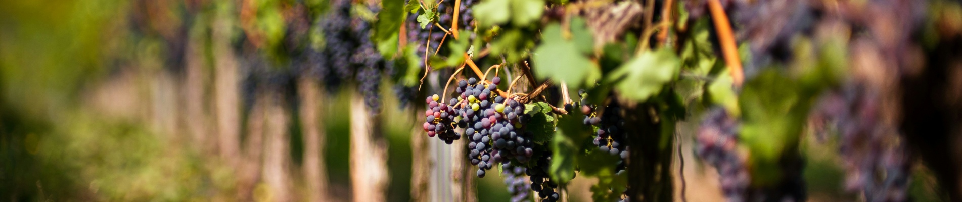 vignoble bandol